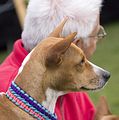 Dogobundi Basenji Th. Ernst (1)